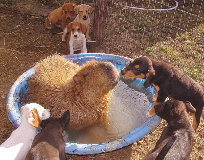 Capybaras are friends with everyone.