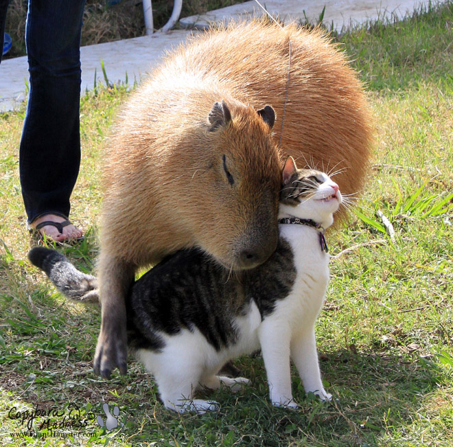 Capybaras are friends with everyone.