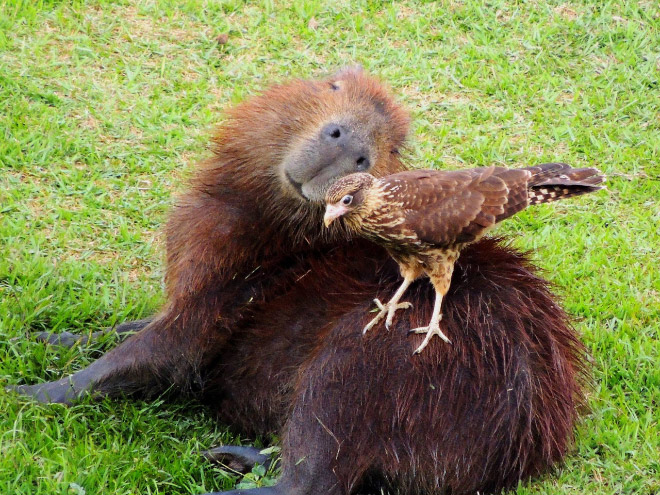 Capybaras are friends with everyone.