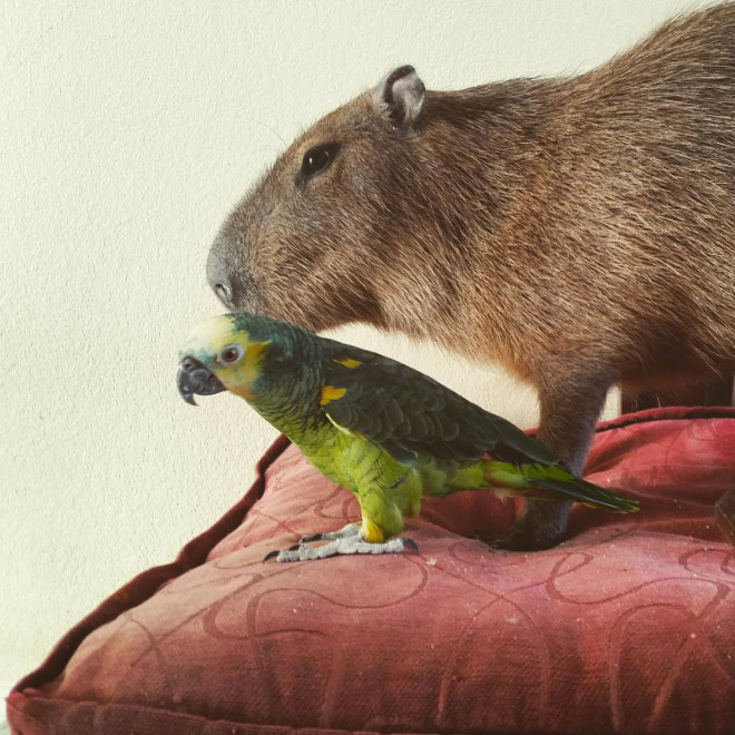 Capybaras are friends with everyone.