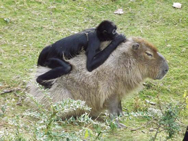 Capybaras are friends with everyone.