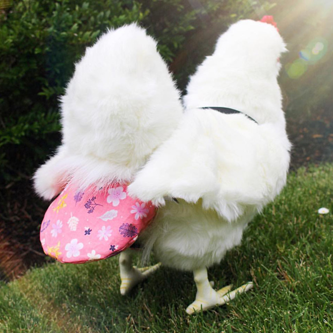 Chicken wearing diapers.