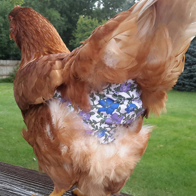 Chicken wearing diapers.