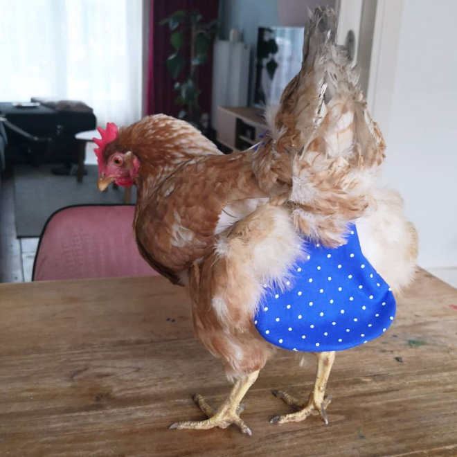 Chicken wearing diapers.