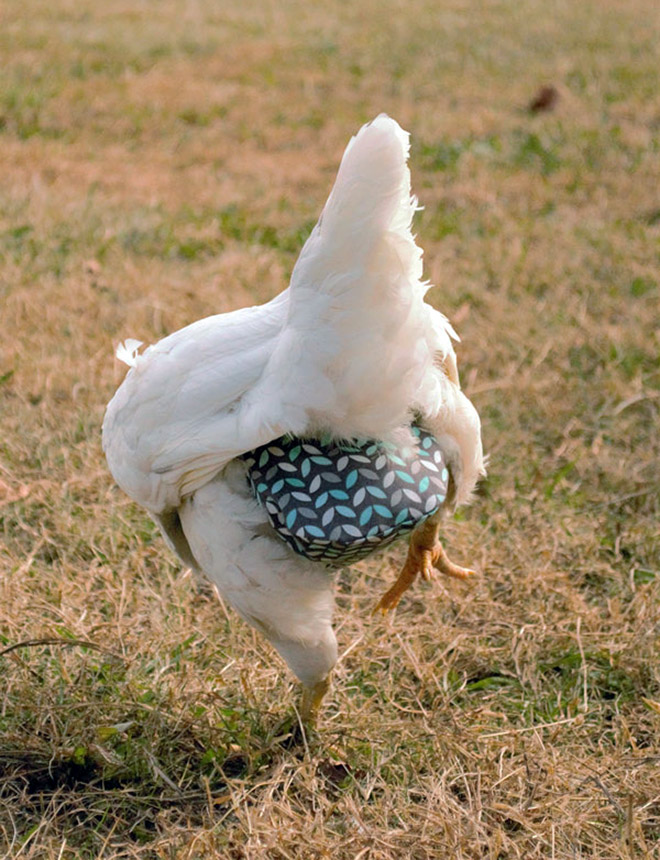 Chicken wearing diapers.