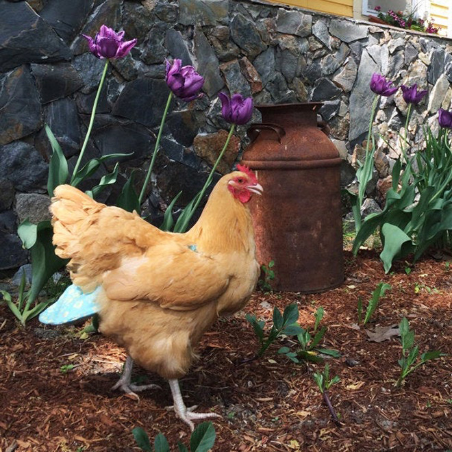 Chicken wearing diapers.