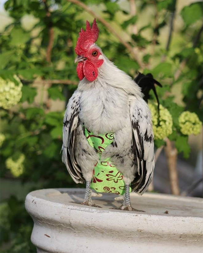 Chicken wearing diapers.