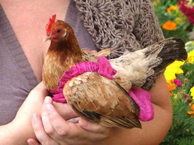 Chicken wearing diapers.