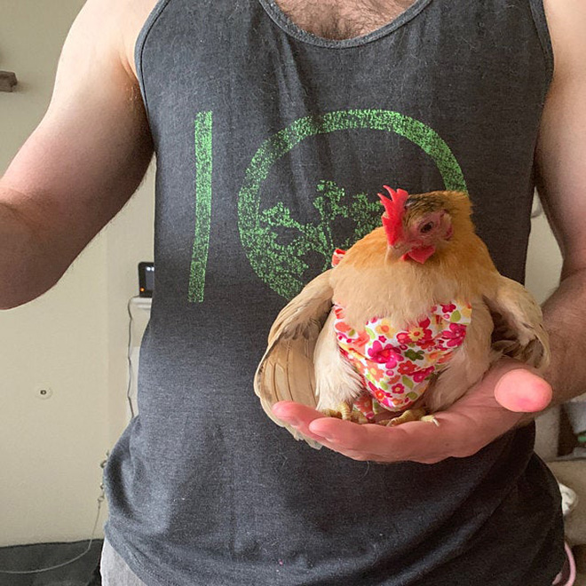 Chicken wearing diapers.