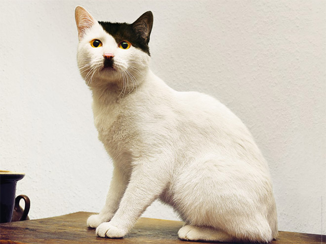 Meet Kitler: cat that look like Hitler.