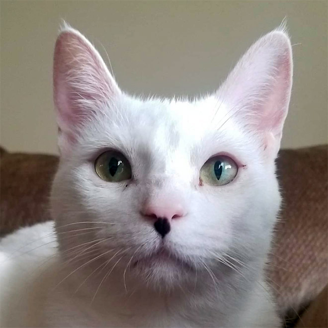 Meet Kitler: cat that look like Hitler.