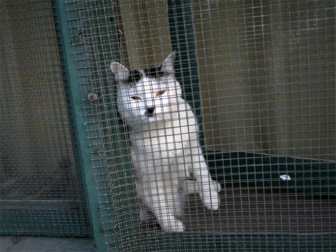 Meet Kitler: cat that look like Hitler.