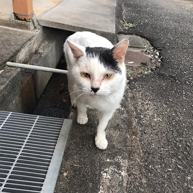 Meet Kitler: cat that look like Hitler.