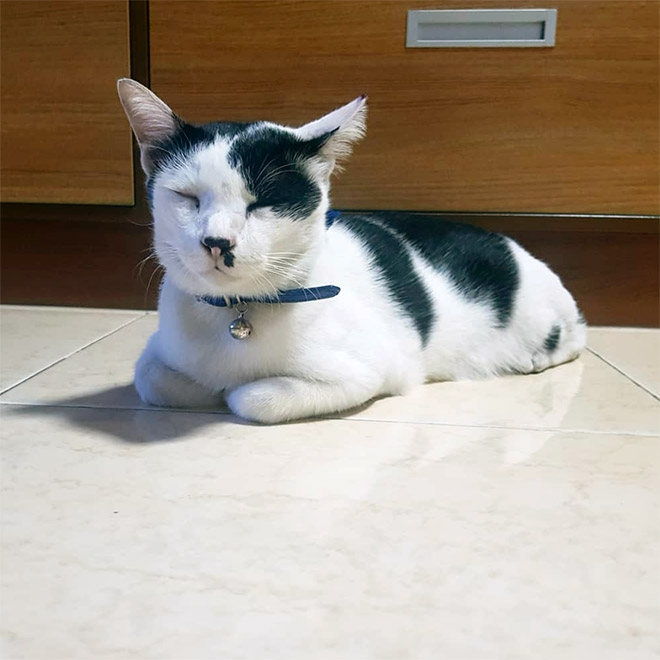 Meet Kitler: cat that look like Hitler.