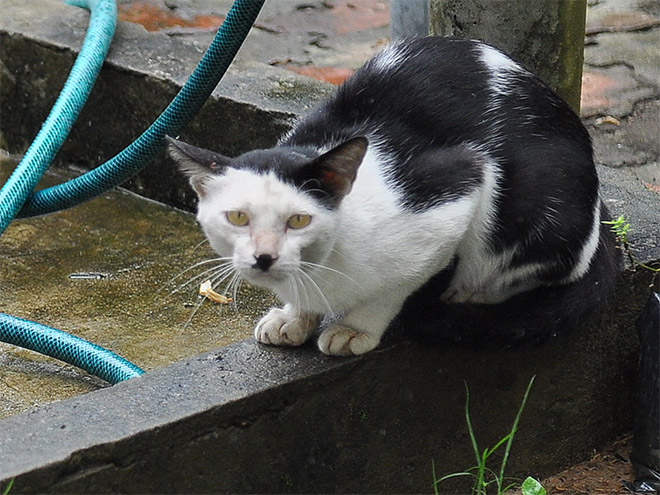 Meet Kitler: cat that look like Hitler.