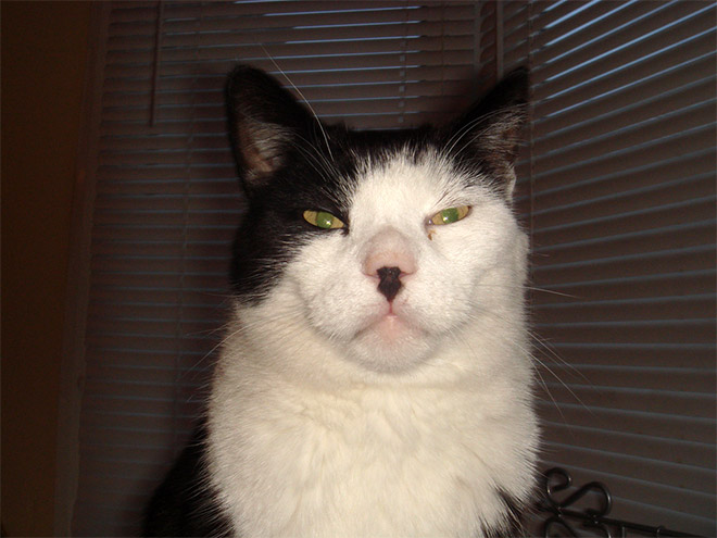 Meet Kitler: cat that look like Hitler.