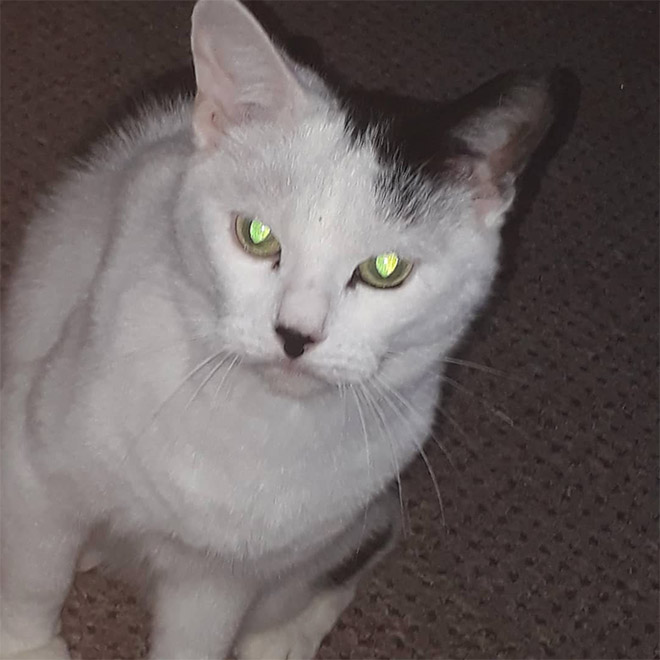 Meet Kitler: cat that look like Hitler.