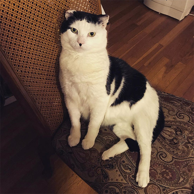 Meet Kitler: cat that look like Hitler.