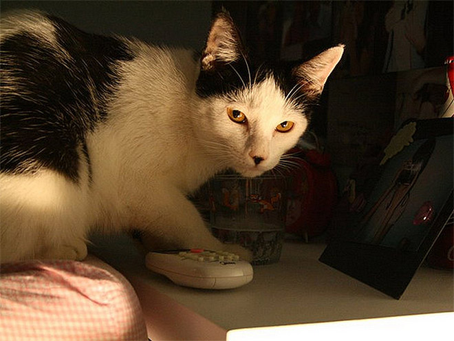 Meet Kitler: cat that look like Hitler.