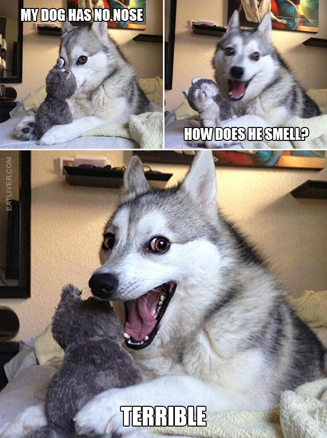 Bad puns dog meme.