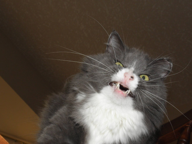 Funny sneezing cat.