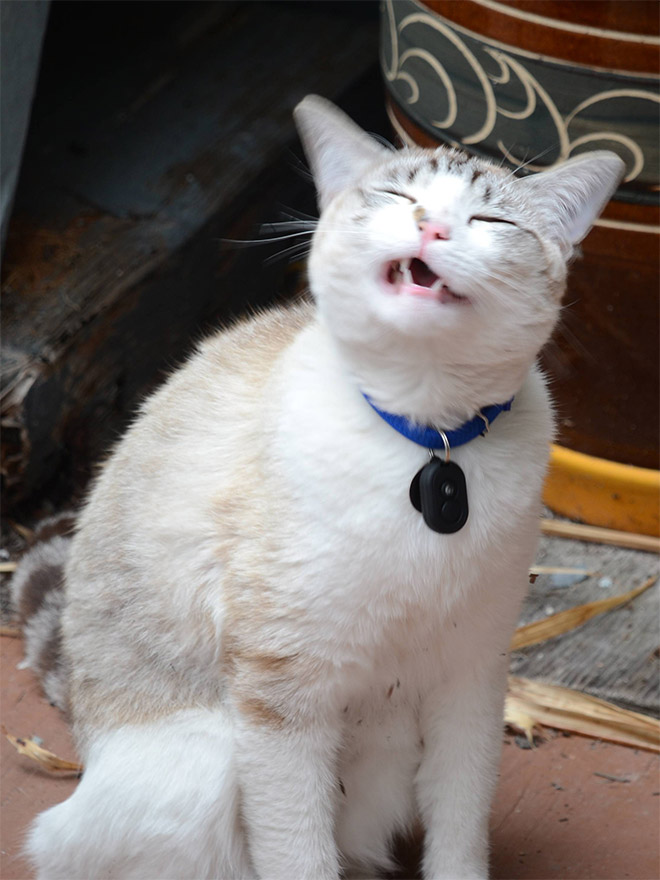 Funny sneezing cat.