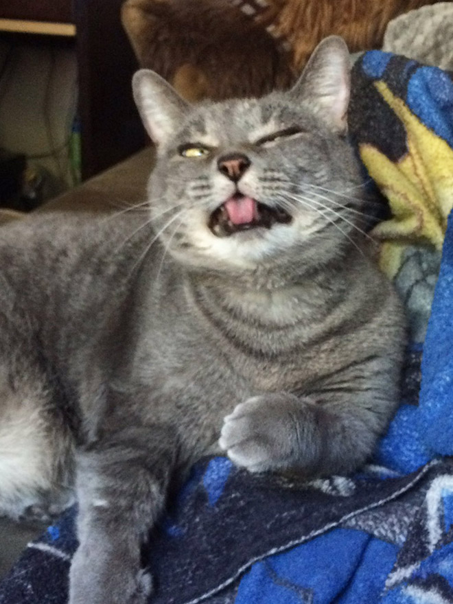 Funny sneezing cat.