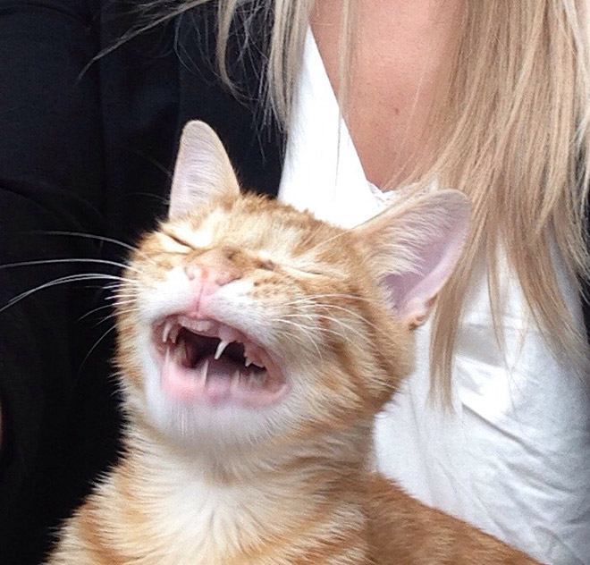 Funny sneezing cat.