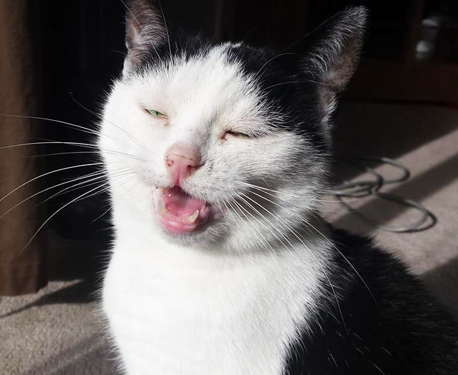 Funny sneezing cat.