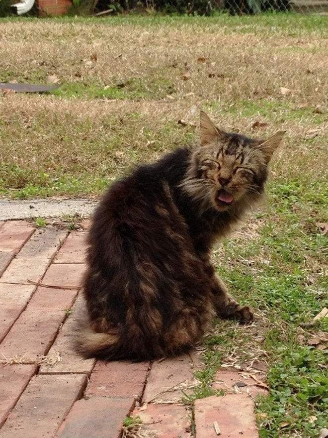 Funny sneezing cat.