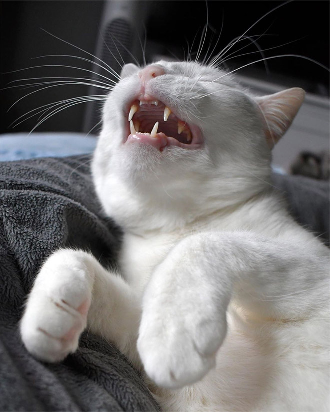 Funny sneezing cat.