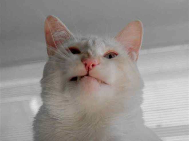 Funny sneezing cat.