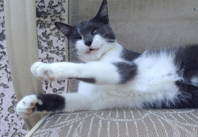 Funny sneezing cat.