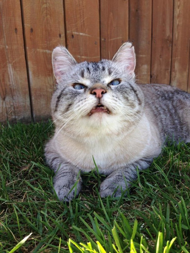 Funny sneezing cat.