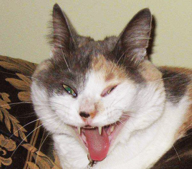 Funny sneezing cat.