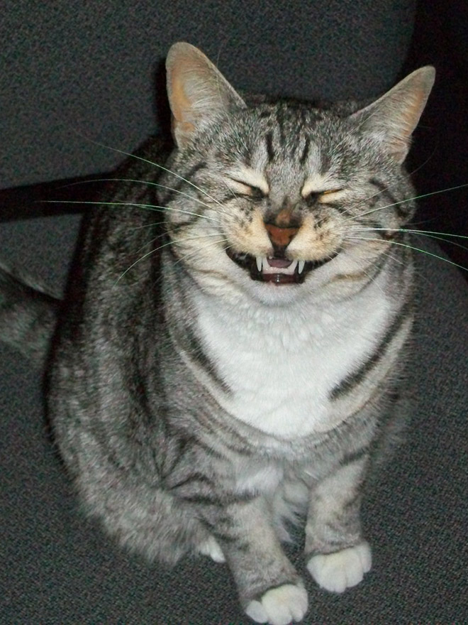 Funny sneezing cat.