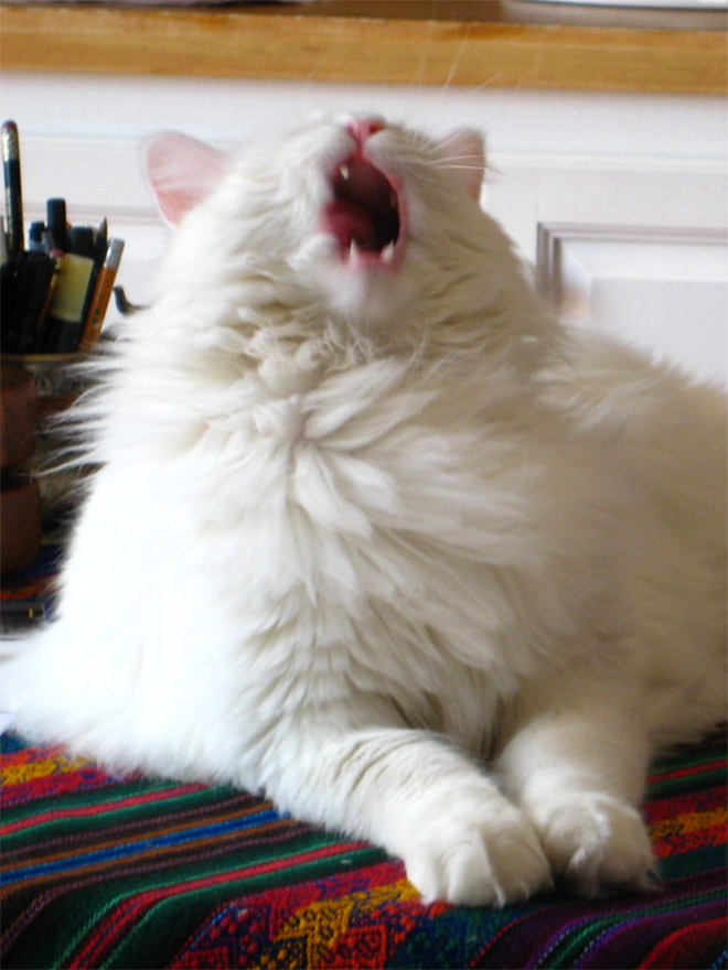 Funny sneezing cat.