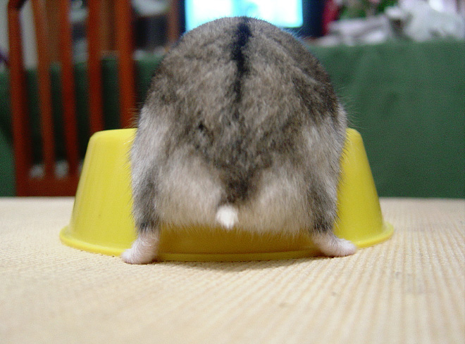 Take a look at this beautiful hamster butt!