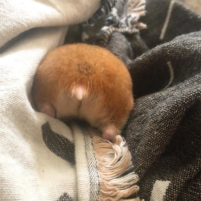 Take a look at this beautiful hamster butt!