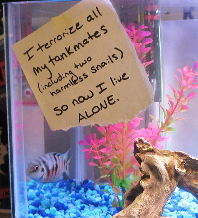 Fish shaming.