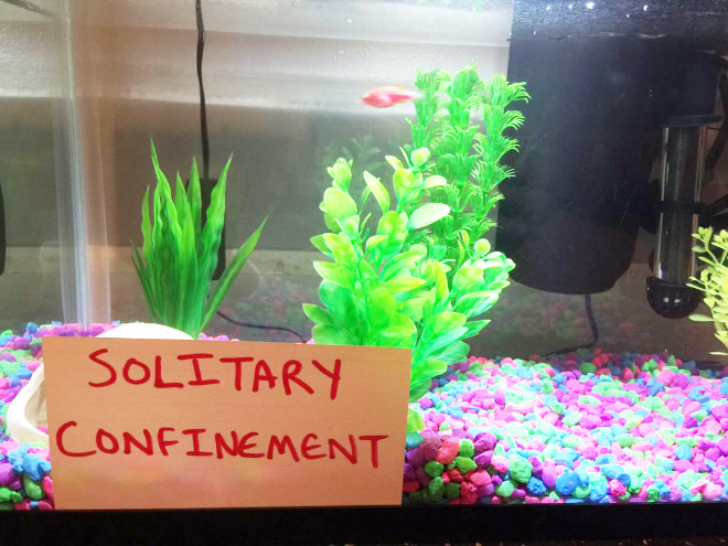 Fish shaming.