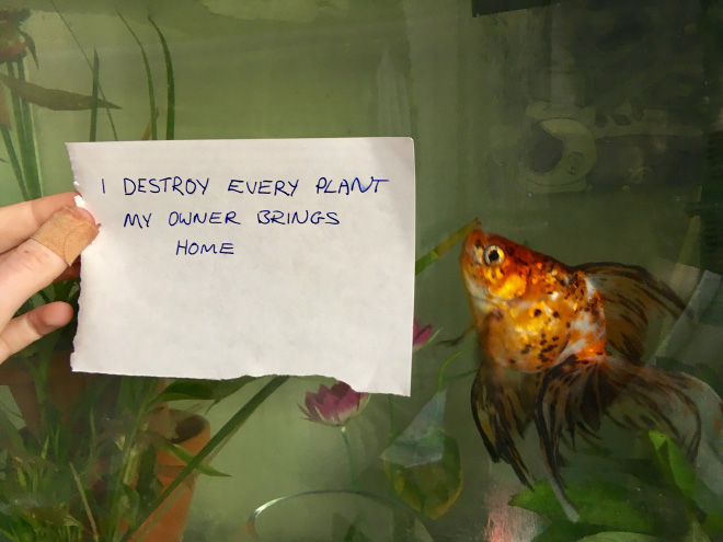 Fish shaming.