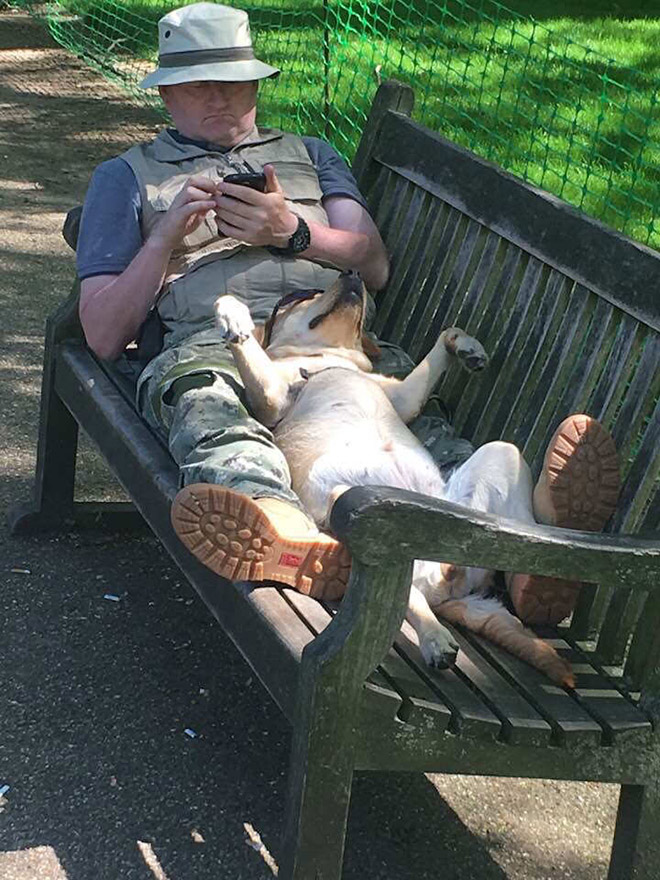 Dogs can sleep literally anywhere.