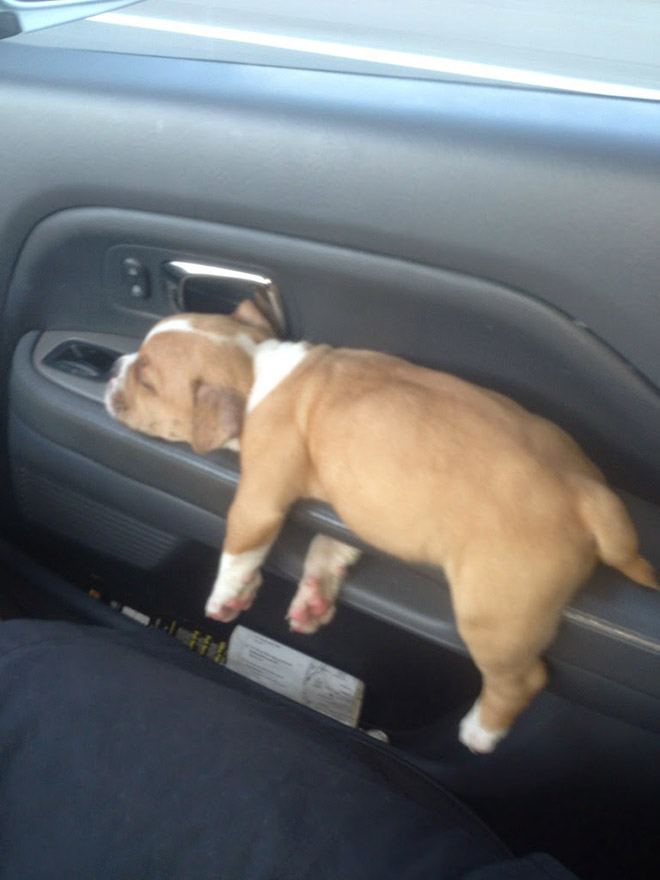 Dogs can sleep literally anywhere.