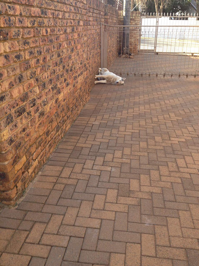 Dogs can sleep literally anywhere.