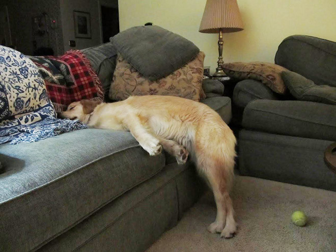 Dogs can sleep literally anywhere.