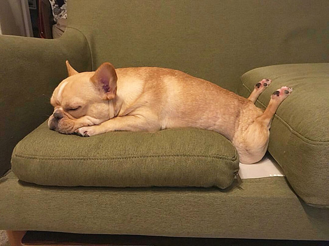 Dogs can sleep literally anywhere.