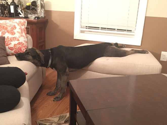 Dogs can sleep literally anywhere.