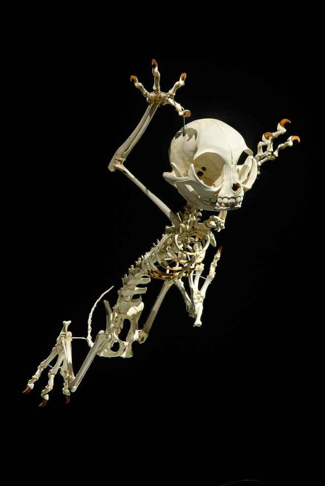 Cartoon skeleton by Hyungkoo Lee.