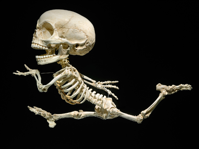 Cartoon skeleton by Hyungkoo Lee.